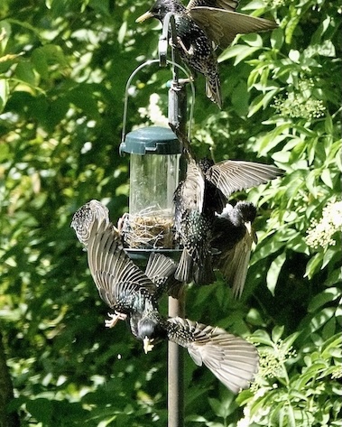 starling foodfest